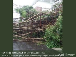Hujan Deras, Pohon Tumbang di Jalan Kesehatan Tanah Abang