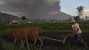 Foto: Warga Masih Beraktivitas Saat Gunung Agung Meletus