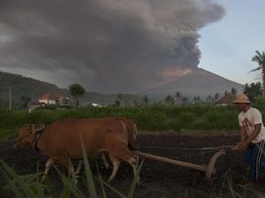 Foto: Warga Masih Beraktivitas Saat Gunung Agung Meletus Foto: Warga Masih Beraktivitas Saat Gunung Agung Meletus