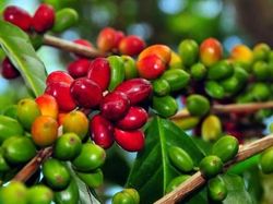 Ini Keunggulan Kopi Mandailing yang Diseduh di Pesta Kahiyang-Bobby
