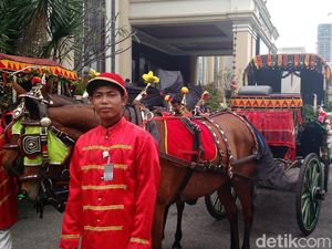 Aneka Persiapan Kuda dari Solo yang Tarik Kereta Kencana Kahiyang Aneka Persiapan Kuda dari Solo yang Tarik Kereta Kencana Kahiyang