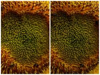 contoh detail foto, Moto G5S Plus (kiri) dan Mi A1 (kanan)