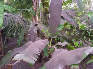 Gunung Agung Meletus, Klungkung Hujan Abu Tipis