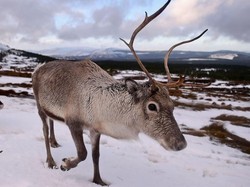 100 Ekor Rusa Mati Usai Ditabrak Kereta Barang di Norwegia