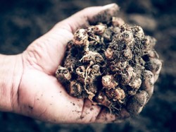 Ini yang Bikin Kerja Kencur Sama dengan Obat Osteoarthritis