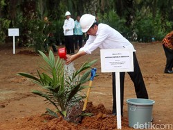 Pak Jokowi, Peremajaan Sawit dalam 6 Tahun Masih Rendah Tak Capai 10%