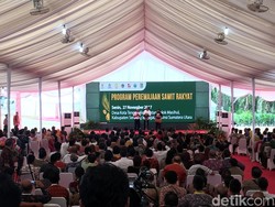 Tanam Ulang 185 Ribu Ha Sawit Rakyat, Jokowi: Pekerjaan Besar