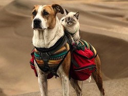 Bukan Cuma Akur, Anjing & Kucing Ini Bahkan Traveling Bareng
