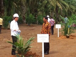 Cerita Jokowi di Depan Petani RI Tak Impor Jagung Lagi