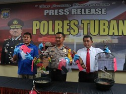 Pria ini Curi Burung Love Bird Karena Harganya yang Mahal