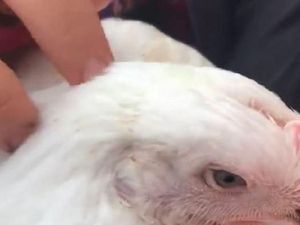 Aktivis Hewan Australia Berupaya Selamatkan Ayam Korban Kecelakaan