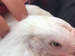 Aktivis Hewan Australia Berupaya Selamatkan Ayam Korban Kecelakaan