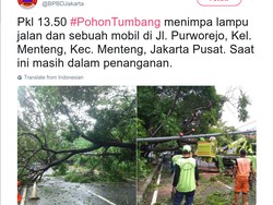 Pohon Tumbang di Jakpus Timpa Tiang Lampu dan Alphard