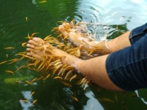 Ingin Coba Terapi Ikan? Cek Dulu Manfaatnya Ingin Coba Terapi Ikan? Cek Dulu Manfaatnya