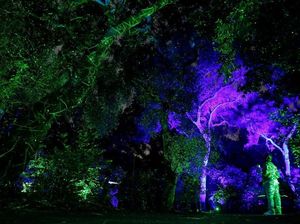 Foto: Hutan Bercahaya di Amerika