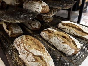 Mau Makan Roti dari Tepung Jangkrik?