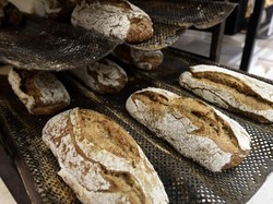 Mau Makan Roti dari Tepung Jangkrik?