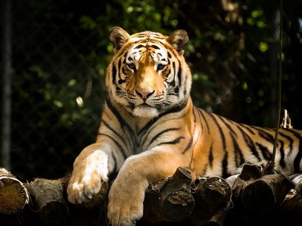 Polisi Tangkap Pelaku Perdagangan Kulit Harimau Sumatera di Riau Polisi Tangkap Pelaku Perdagangan Kulit Harimau Sumatera di Riau