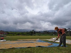 Cerita Petani di Kaki Gunung Agung yang Tetap Jemur Padi