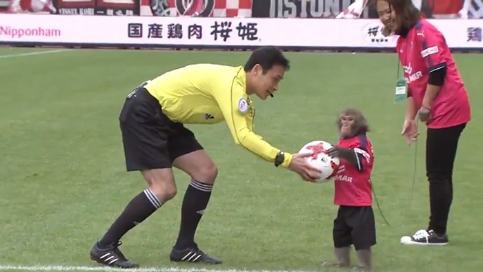 Laga Sepakbola Ini Diawali dengan... Monyet Beri Bola ke Wasit
