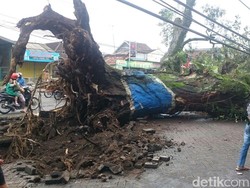 Pohon Tumbang Tutup Jalan Raya Puncak, Arus Lalin Macet Total
