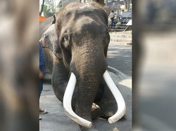 Gajah Seleb di Thailand Serang Pemiliknya Hingga Tewas