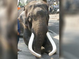 Gajah Seleb di Thailand Serang Pemiliknya Hingga Tewas Gajah Seleb di Thailand Serang Pemiliknya Hingga Tewas