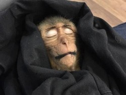 Kasihan, Bayi Monyet di Thailand Mati Gara-gara Overdosis Kafein