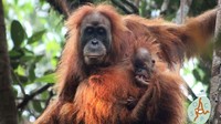 Video Studi: 7% Orangutan Tapanuli Mati Akibat Banjir-Longsor Sumatera