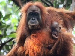 Video Studi: 7% Orangutan Tapanuli Mati Akibat Banjir-Longsor Sumatera