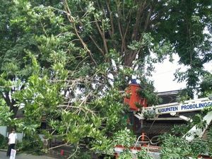 Antisipasi Bahaya, Pohon di Jalan Nasional Probolinggo Dipangkas