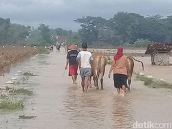 Takut Ternaknya Hilang, Pengungsi Banjir Ponorogo Nekat Pulang