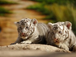 Sepasang Bayi Harimau Ini Bikin Pengunjung Taman Gemas