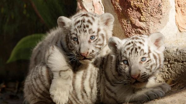 Masih Imut-imut, Ini Bayi Harimau Benggala yang Lahir di Meksiko