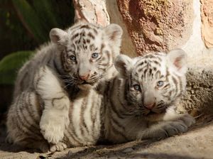 Masih Imut-imut, Ini Bayi Harimau Benggala yang Lahir di Meksiko