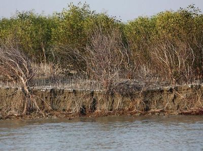 Foto: Ini Pulau Terpencil yang Akan Jadi Rumah Sementara Rohingya