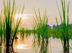 Selepas Hujan di Ciparay