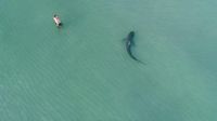 Bukan Baby Shark, Pria Ini Nekat Berenang Dekat Hiu Macan