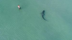 Bukan Baby Shark, Pria Ini Nekat Berenang Dekat Hiu Macan