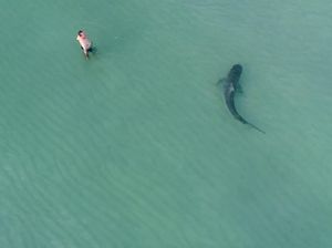 Bukan Baby Shark, Pria Ini Nekat Berenang Dekat Hiu Macan