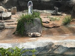 Kisah Sedih Penguin di Jepang, Patah Hati Sampai Mati