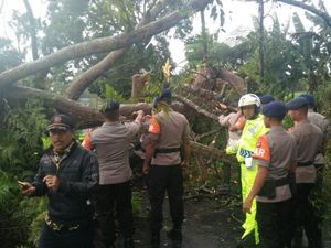 Pohon Tua di Cianjur Tumbang Melintang Jalan Pohon Tua di Cianjur Tumbang Melintang Jalan
