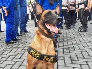 Gagal Unjuk Rasa, Demonstran Bayaran Semburat gegara Dikejar Anjing K-9 Gagal Unjuk Rasa, Demonstran Bayaran Semburat gegara Dikejar Anjing K-9