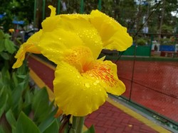 Dew yellow this morning