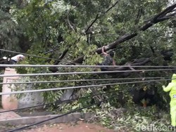 Pohon Mangga di Kota Pasuruan Tumbang, 5 Tiang Listrik Jadi Korban