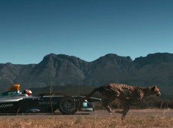 Adu Ngebut Cheetah vs Mobil Balap