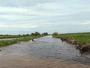 Banjir Terjang Kuansing Riau, 2.000 Ha Sawah Gagal Panen