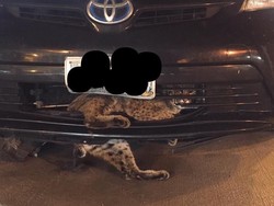 Nyangkut di Mobil dan Terbawa 80 Km, Kucing Ini Masih Hidup