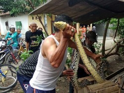 Ular Sanca Pemangsa Ternak Warga Mojokerto Ditangkap