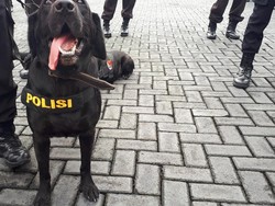 4 Anjing K-9 Siap Bantu Pencarian Korban Bencana